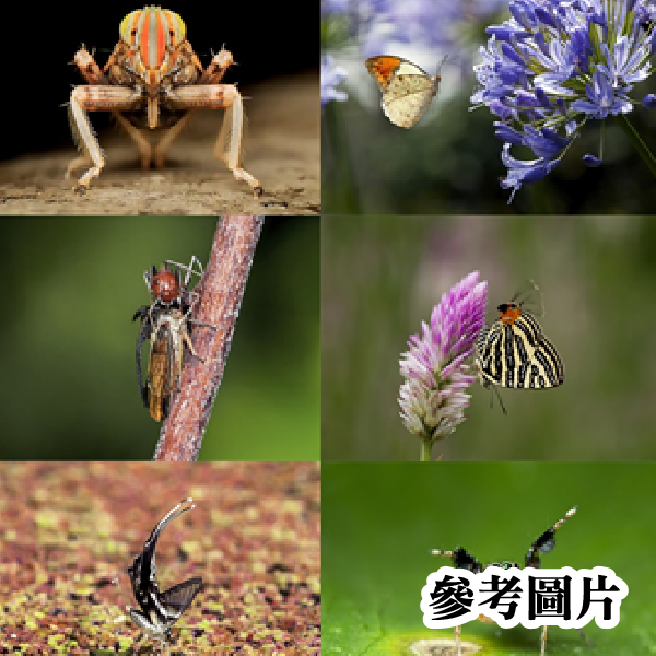 昆蟲班